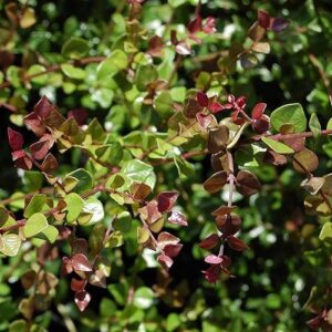 Lonicera n. Honey Hedge Ruby - Pot