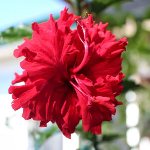 Hibiscus Hiawatha