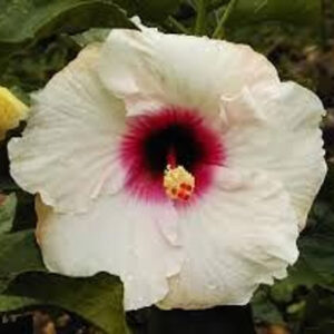 Hibiscus Madonna 2.5L