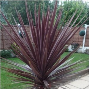 Cordyline x High Gloss