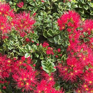 Metrosideros carminea Icy Inferno