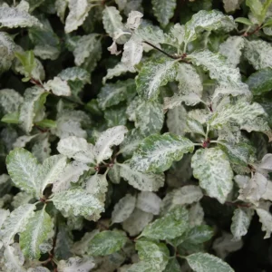 Pittosporum Irene Paterson