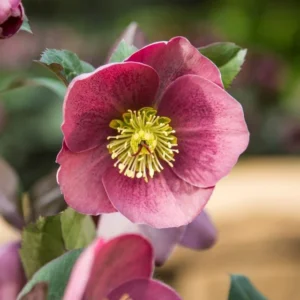 Helleborus Isabella's Charm