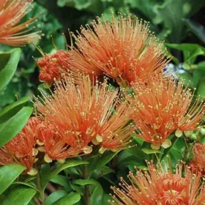 Metrosideros fulgens Jaffa