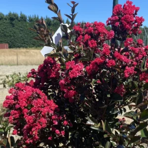 Lagerstroemia Just Striking