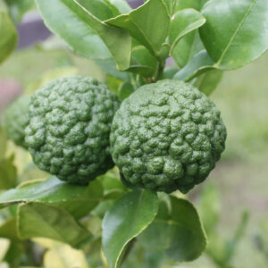 Lime Kaffir topiary standard
