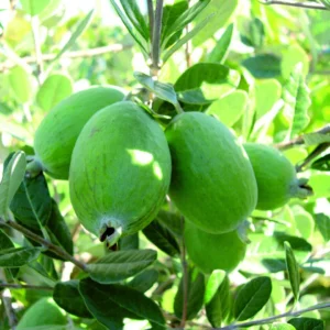 Feijoa Kaiteri