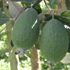 Feijoa Kakariki