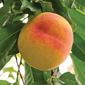 Peach Kotare Honey dwarf