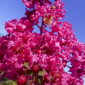 Lagerstroemia i. Andre des Martis