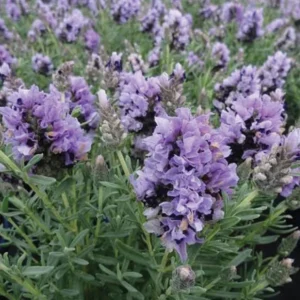 Lavandula pedunculata Lavish Blue