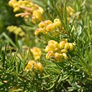 Grevillea Lemon Daze