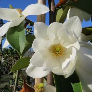 Michelia Lemon Fragrant- large grade