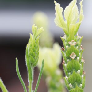 Lavender Lemon Leigh