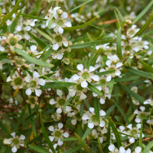 Leptospermum petersonii
