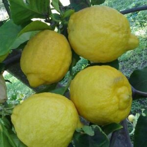 Lemon Lisbon - PB28/12ltr