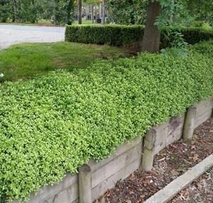 Pittosporum Little Burger