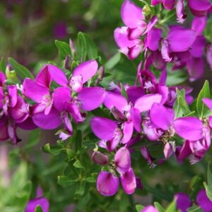Polygala Liddle Charmer