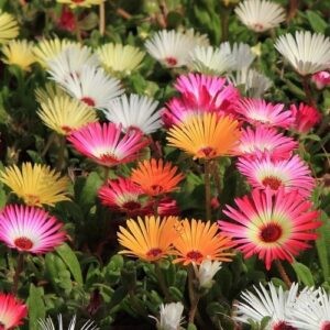 Livingstone Daisy - Pot