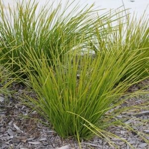 Lomandra l. Tanika - Pot