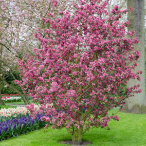 Malus Maypole