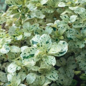 Coprosma Marble Queen