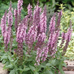 Salvia x Merleau Rose