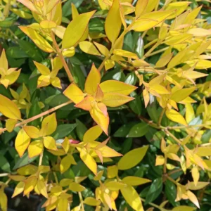 Metrosideros umbellata Yellow