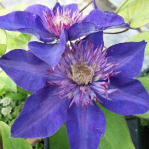 Clematis x Multi Blue