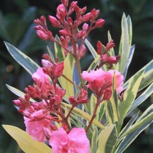 Nerium oleander Variegatum