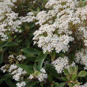 Olearia cheesmanii