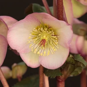 Helleborus Olivia's Joy