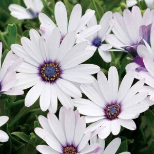 Osteospermum White, African Daisy - 1.3Ltr