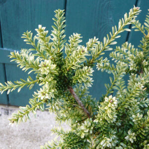 Podocarpus totara Paradise