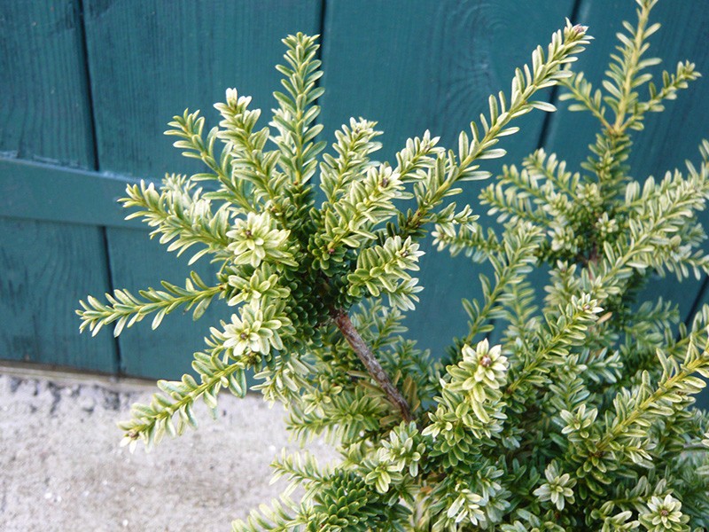 Podocarpus totara Paradise