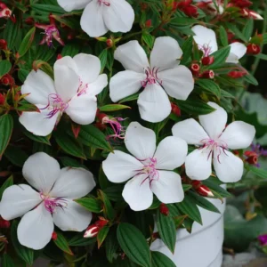 Tibouchina Peace Baby-10ltr large grade