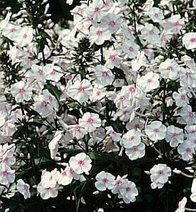 Phlox maculata Omega