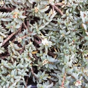 Pimelea Anatoki Blue - Pot