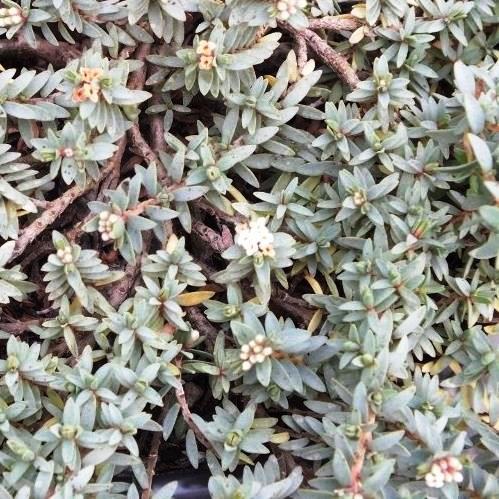 Pimelea Anatoki Blue - Pot