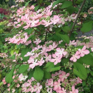 Viburnum plicatum Pink Beauty