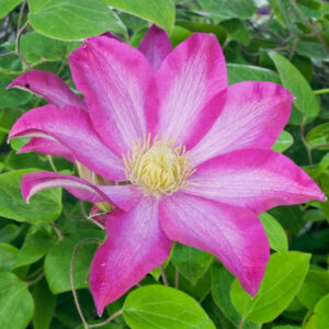 Clematis Pink Champagne