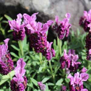 Lavandula stoechas Pink Delight - 1.5Lt/Pb5