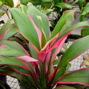 Cordyline fruticosa Pink Edge