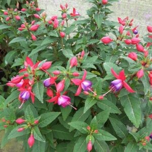 Fuchsia x Pink Fantasia