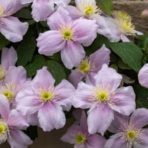 Clematis Pink Giant Star