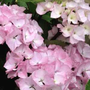 Hydrangea Saxon Pink Maiden