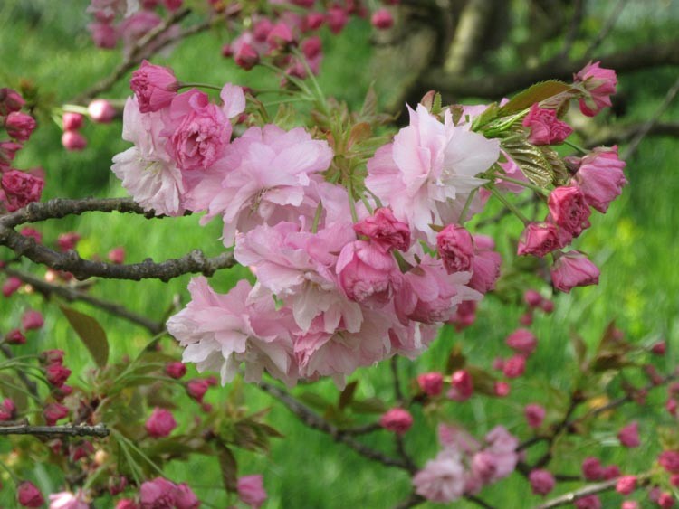 Prunus Pink Perfection STD 1.8m