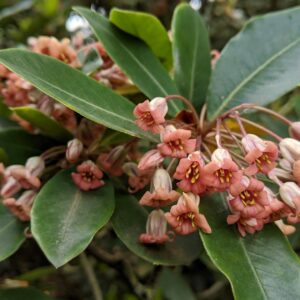 Pittosporum umbellatum