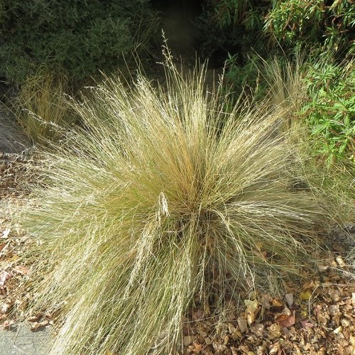 Poa cita, Silver Tussock - Pot