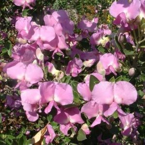 Podalyria Nixon's Fancy - 3.5Ltr